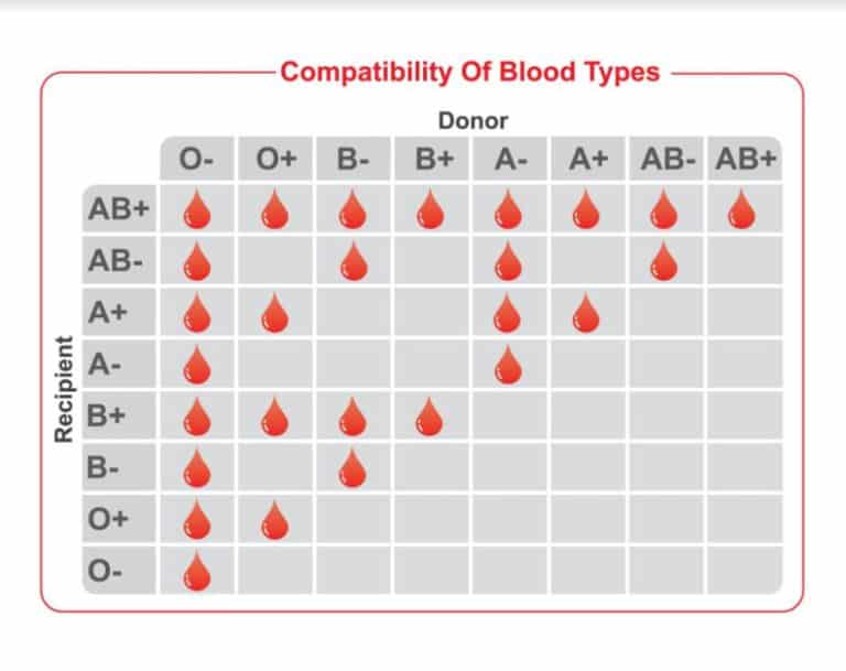 best-blood-group-compatibility-for-marriage-and-pregnancy